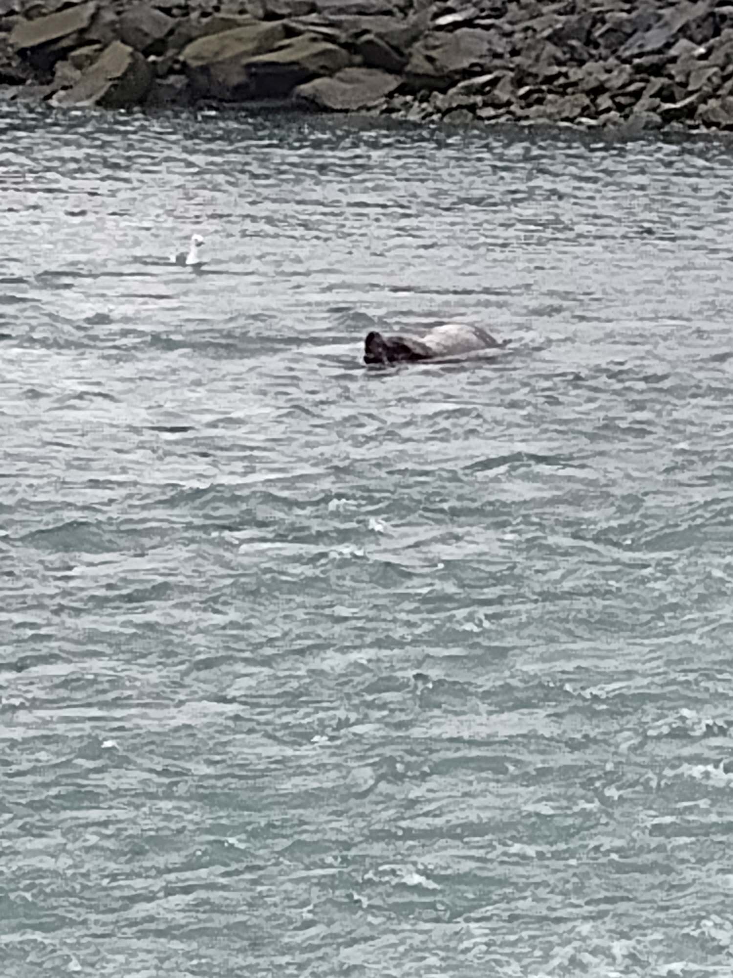 Seelöwe vor der Lachssperre